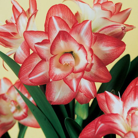 Double Blossom Peacock Amaryllis - Bulbs - Nature Hills Nursery - Single Pack - 
