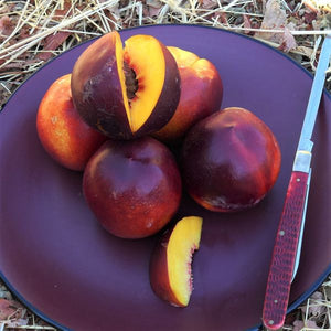 Double Delight Nectarine Tree - Nature Hills Nursery - Paper Pot 4 - 5 Feet - 