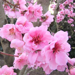 Double Delight Nectarine Tree - Nature Hills Nursery - Paper Pot 4 - 5 Feet - 