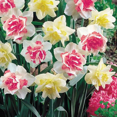 Double Duo Daffodil Mix - Nature Hills Nursery - 15 Pack Bulbs - 