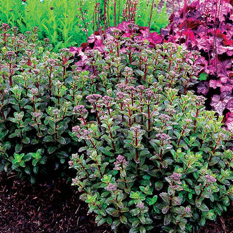 Double Martini Sedum - Nature Hills Nursery - #1 Container - 