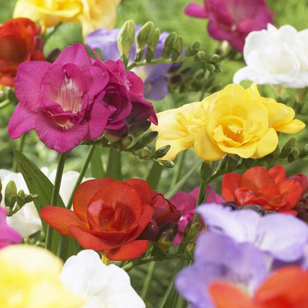 Double Mix Freesia - Nature Hills Nursery - 12 Pack Bulbs - 