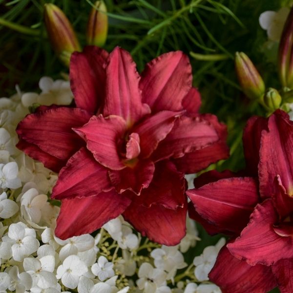 Double Pardon Me Daylily - Nature Hills Nursery - #1 Container - 