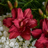 Double Pardon Me Daylily - Nature Hills Nursery - #1 Container - 