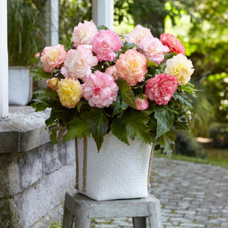 Double Pastel mixed Begonia - Annuals - Nature Hills Nursery - 5 Pack Bulbs - 