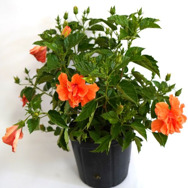 Double Peach Tropical Hibiscus - Houseplant - Nature Hills Nursery - 3 Container - 