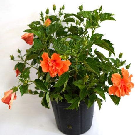 Double Peach Tropical Hibiscus - Houseplant - Nature Hills Nursery - 3 Container - 