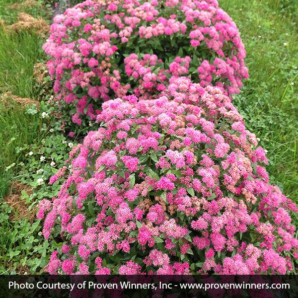 Double Play&reg; Pink Spirea - Nature Hills Nursery - #3 Container - 