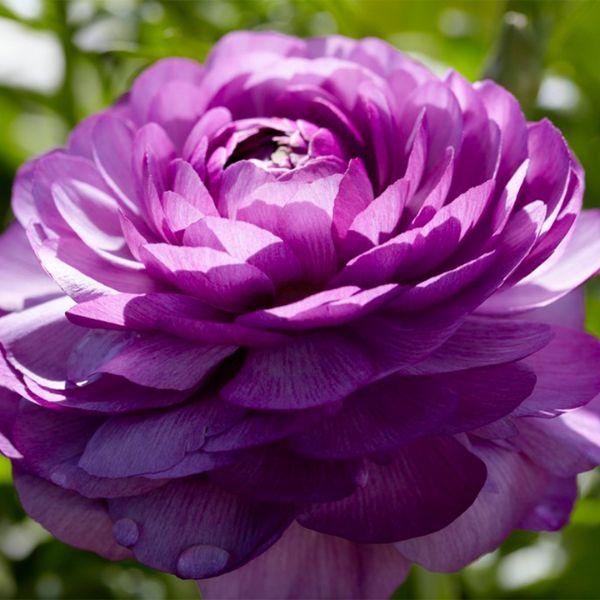 Double Purple Ranunculus - Bulbs - Nature Hills Nursery - 