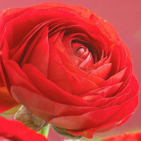Double Red Ranunculus - Bulbs - Nature Hills Nursery - 