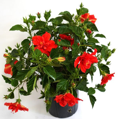 Double Red Tropical Hibiscus - Houseplant - Nature Hills Nursery - 3 Container - 