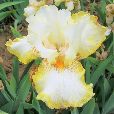 Double Ringer Tall Bearded Iris - Nature Hills Nursery - Bare Root Iris - 