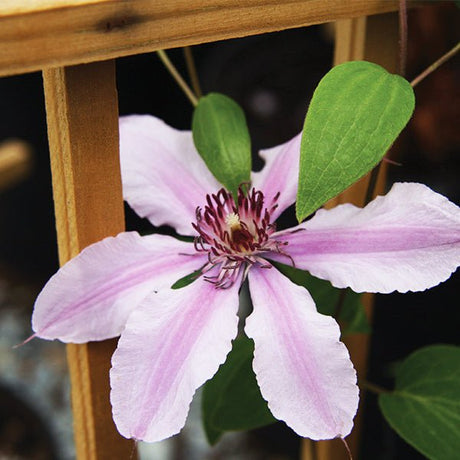 Double Rose&trade; Clematis - Nature Hills Nursery - #1 Container - 