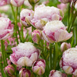 Double Surprise Tulip - Nature Hills Nursery - 10 Pack Bulbs - 