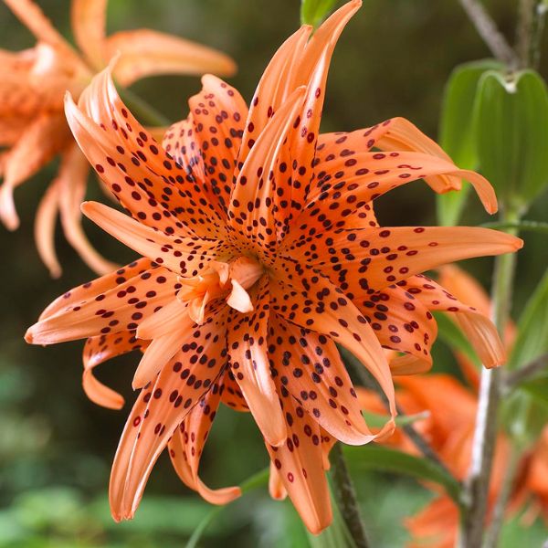 Double Tiger Lily