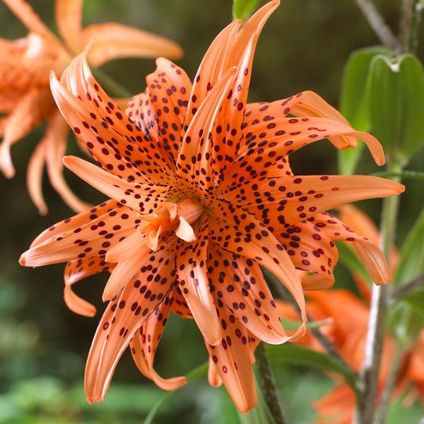 Double Tiger Lily - Nature Hills Nursery - 7 Pack Bulbs - 