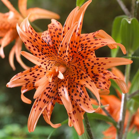 Double Tiger Lily - Perennial - Nature Hills Nursery - 