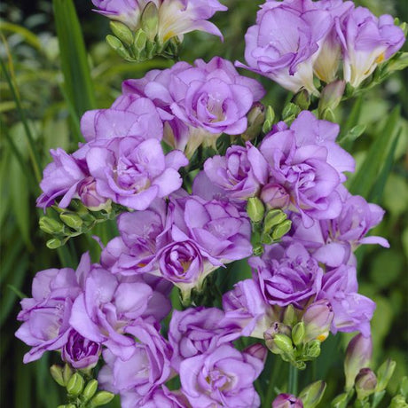 Double Blooming Lavender Freesia Blooms