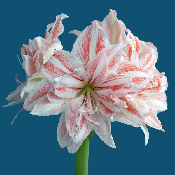 Double Dancing Queen Amaryllis