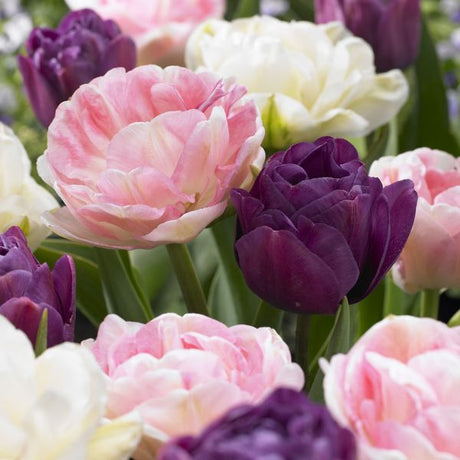 Double Peony Tulip Blend Blooms