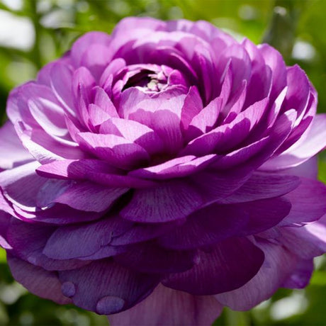 Double Purple Ranunculus Bloom