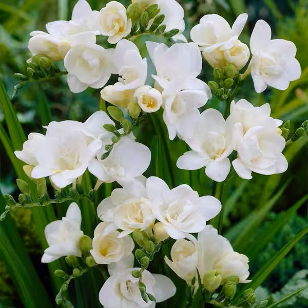 Double Blooming White Freesia