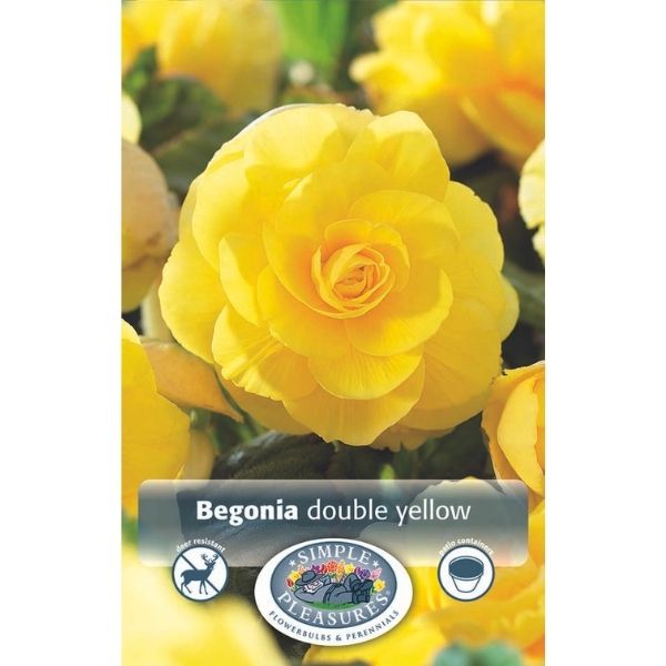 Double Yellow Begonia