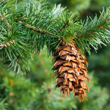 Detail view of Douglas Fir Tree (Pseudotsuga menziesii) showing plant structure and foliage.