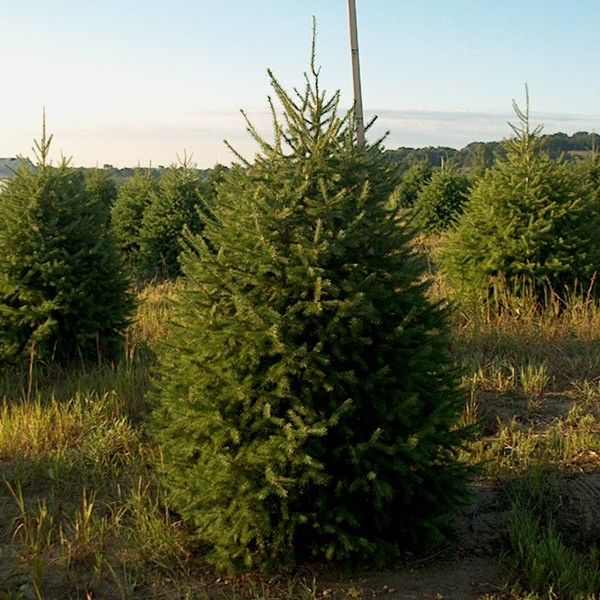 Evergreen foliage of Douglas Fir Tree (Pseudotsuga menziesii) in a garden setting.