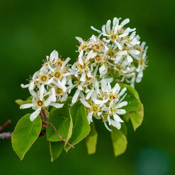 Downy Serviceberry Tree Flowers