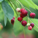 Downy Serviceberry Tree Berries