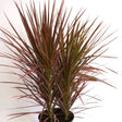 Dracaena Colorama - Nature Hills Nursery - #3 Container - 