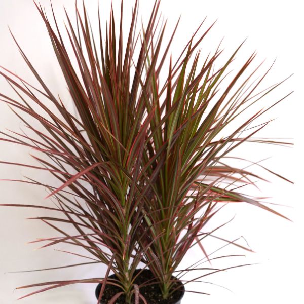 Dracaena Colorama - Nature Hills Nursery - #3 Container - 