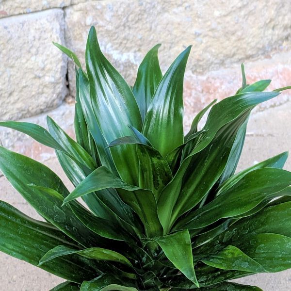 Dracaena Compacta - Nature Hills Nursery - 4 Inch Container - 