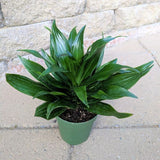 Dracaena Compacta - Nature Hills Nursery - 4 Inch Container - 