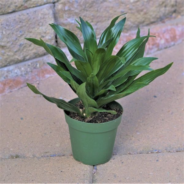 Dracaena Compacta - Nature Hills Nursery - 4 Inch Container - 