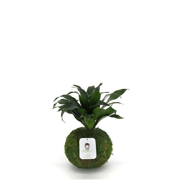 Dracaena Compacta Kokedamas - Houseplant - Nature Hills Nursery - 