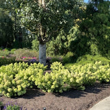 Dragon Baby&trade; Panicle Hydrangea - Nature Hills Nursery - Quart Container - 