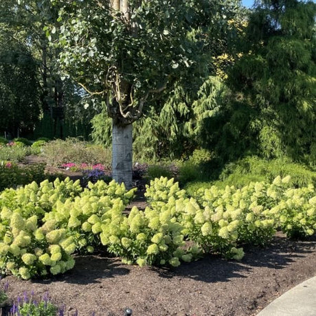 Dragon Baby&trade; Panicle Hydrangea - Nature Hills Nursery - Quart Container - 