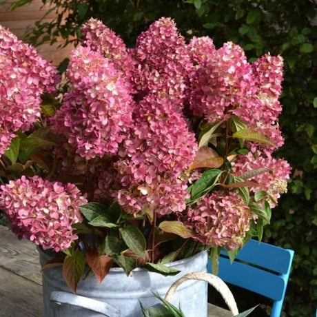 Dragon Baby&trade; Panicle Hydrangea - Nature Hills Nursery - Quart Container - 