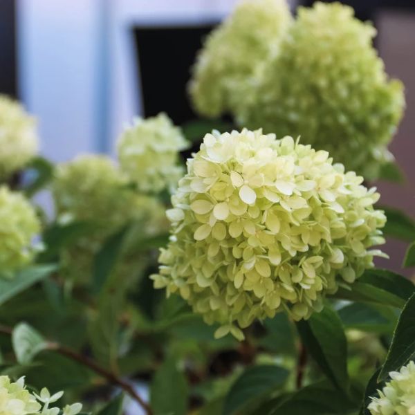 Dragon Baby&trade; Panicle Hydrangea - Nature Hills Nursery - Quart Container - 