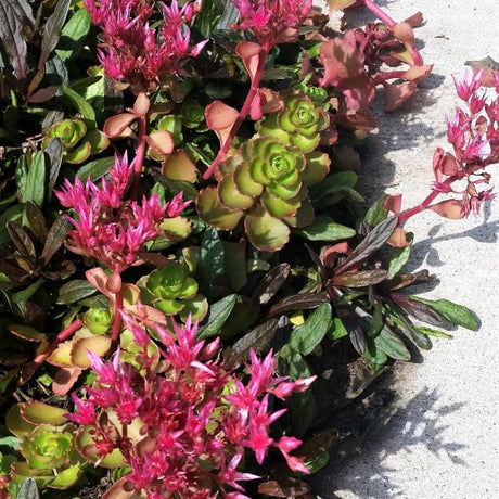 Dragon's Blood Sedum - Nature Hills Nursery - Quart Container - 