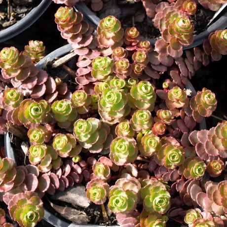 Dragon's Blood Sedum - Nature Hills Nursery - Quart Container - 