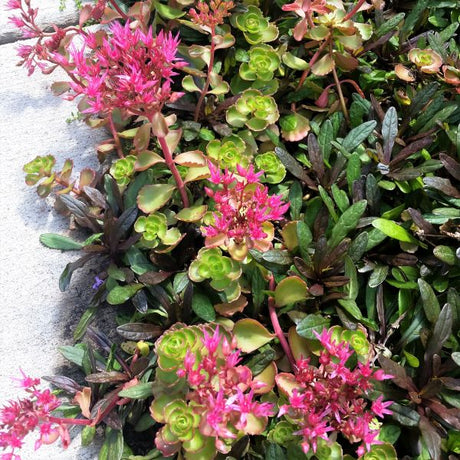 Dragon's Blood Sedum - Nature Hills Nursery - Quart Container - 