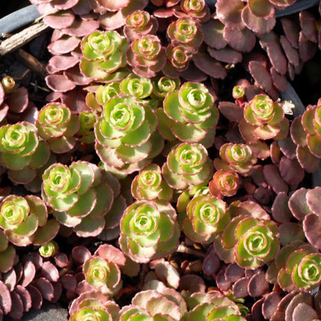 Dragon's Blood Sedum - Nature Hills Nursery - Quart Container - 