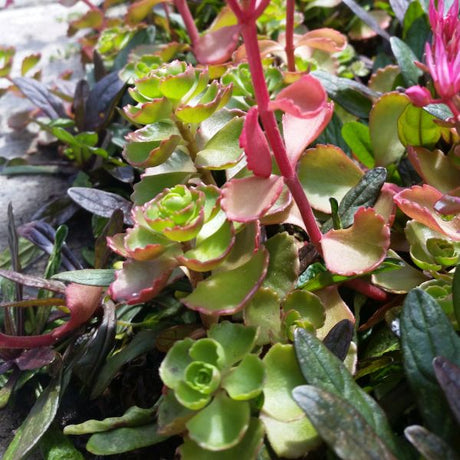 Dragon's Blood Sedum - Nature Hills Nursery - Quart Container - 