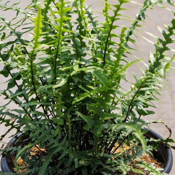 Dragontail Fern - Fern - Nature Hills Nursery - 1 Container - 
