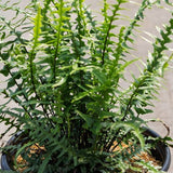 Dragontail Fern - Fern - Nature Hills Nursery - 1 Container - 