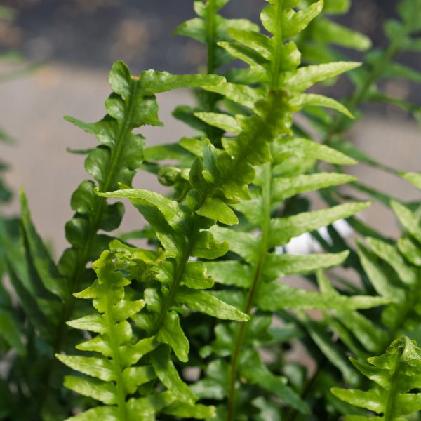 Dragontail Fern