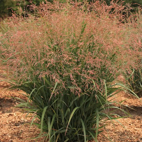 Dream Catcher® Smoky Rose® Switch Grass - Grass - Nature Hills Nursery - 3 Container - 